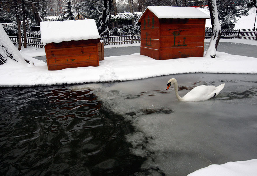 Лебедь на зимнем пруду