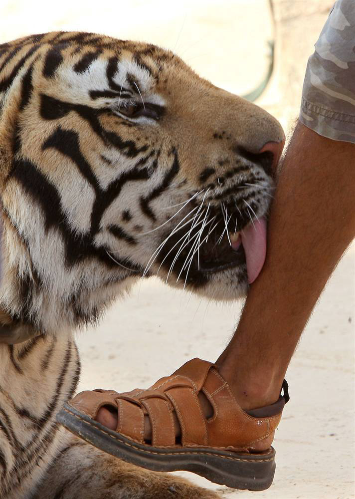 Тигр облизывает ногу