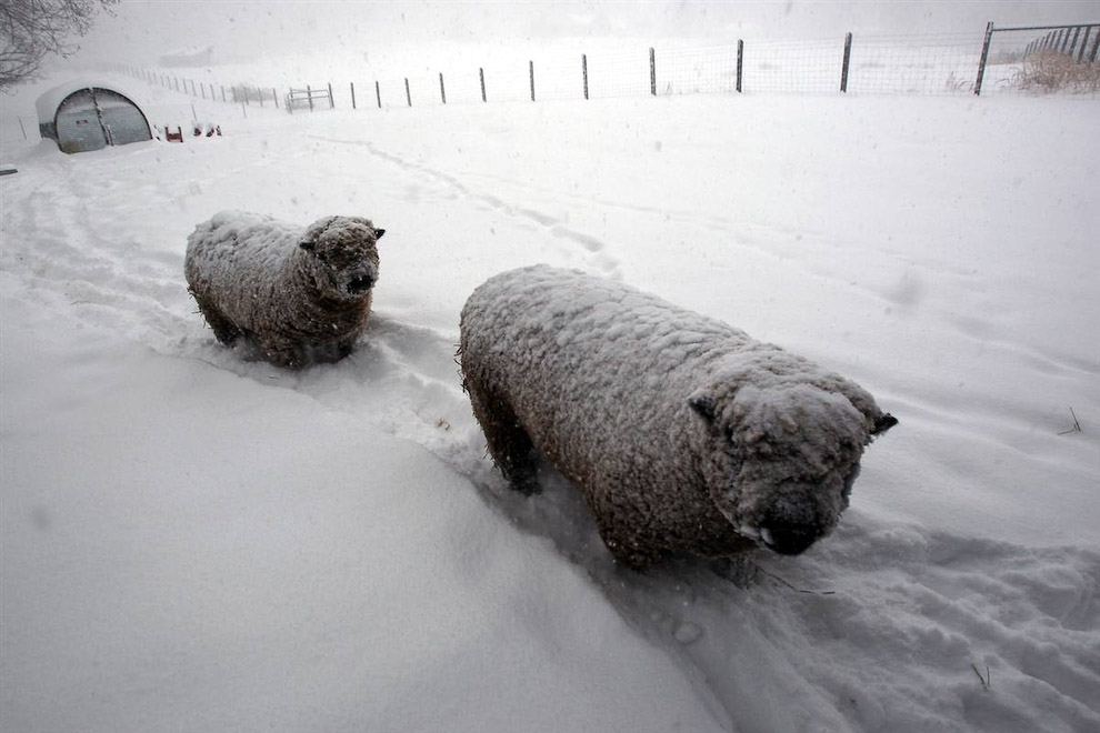 Овцы под снегом