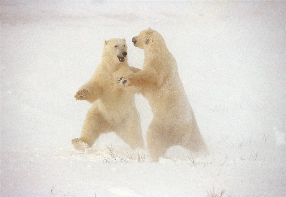 Медведи играют