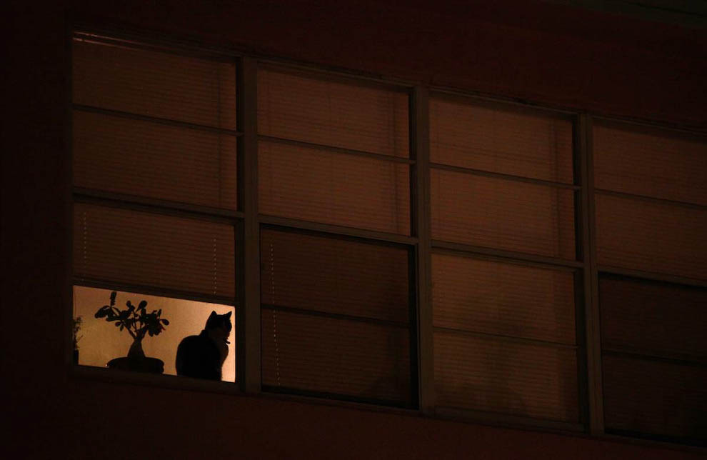 Кошка в ночном окне