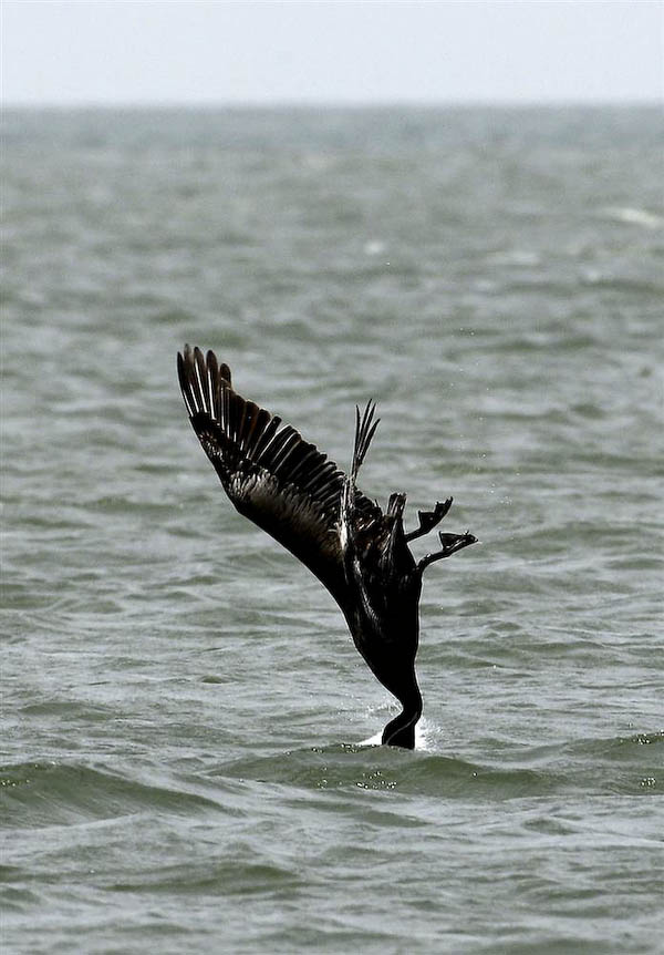 Пеликан ныряет за рыбой
