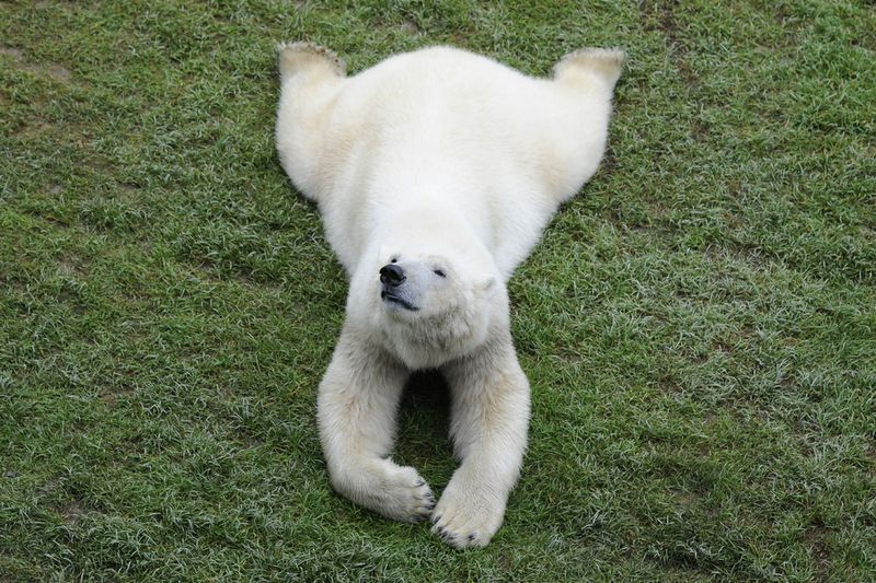 Белый медведь на траве