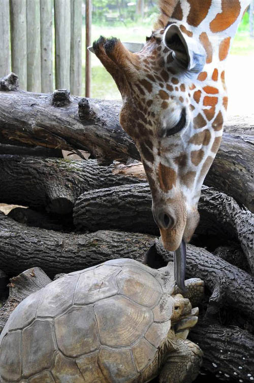 Жираф лижет черепаху