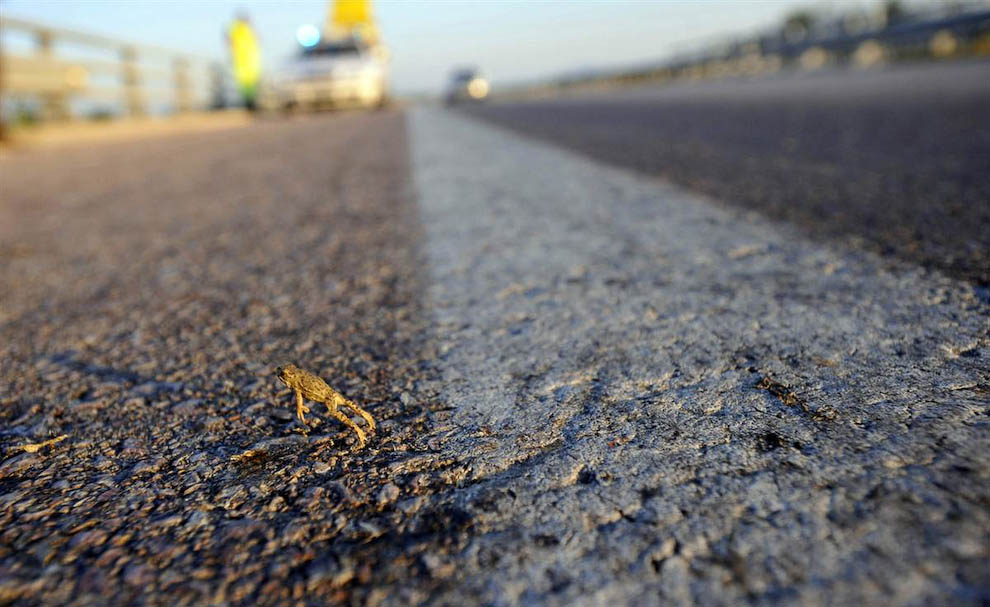 Лягушка на дороге