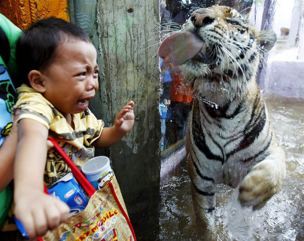 Ребенок и тигр