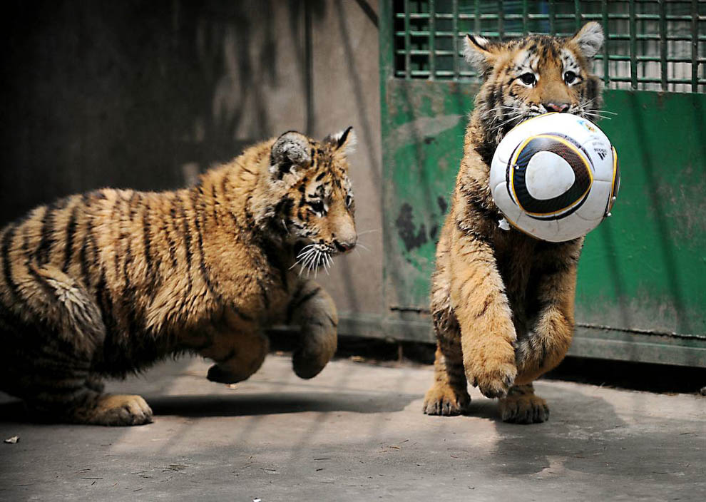 Тигрята играют в футбол