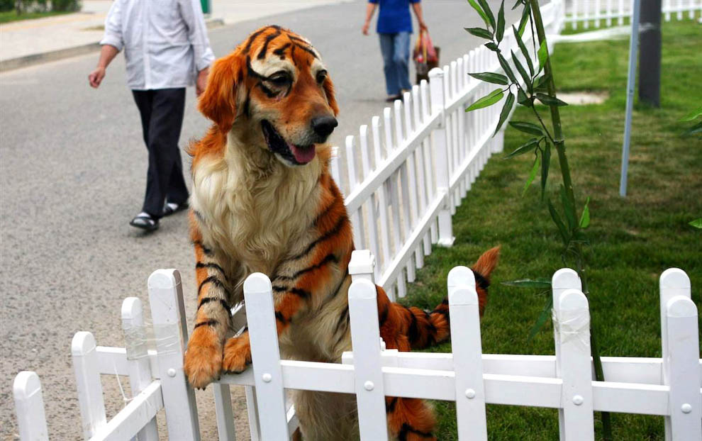 Собака покрашенная в тигра