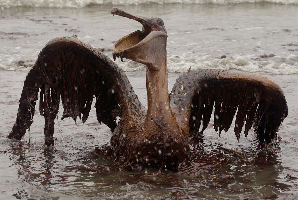 нефть в мексиканском заливе. птицы