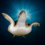 Лучшие фотографии природы 2010: океан (часть 1)