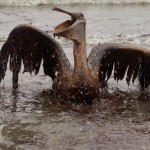Ущерб дикой природе от разлива нефти в Мексиканском заливе