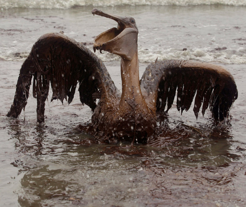 разлив нефти в Мексиканском заливе