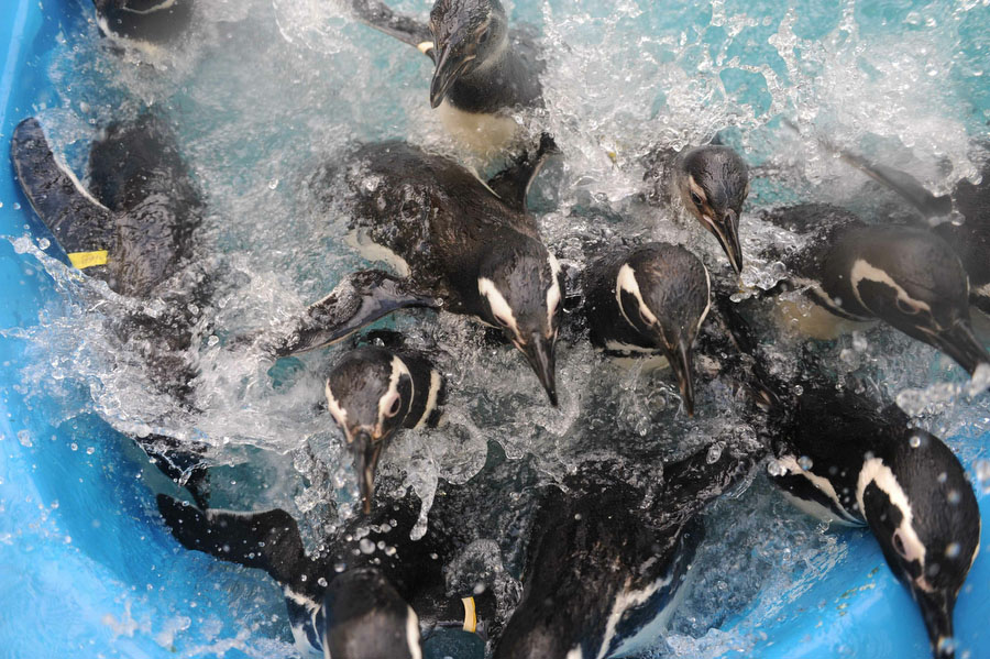 Пингвины гибнут в нефтяном пятне у побережья Уругвая