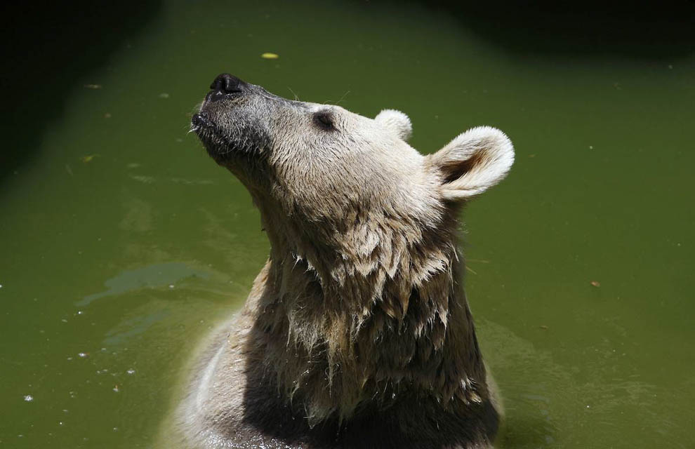 Медведь охлаждается в воде