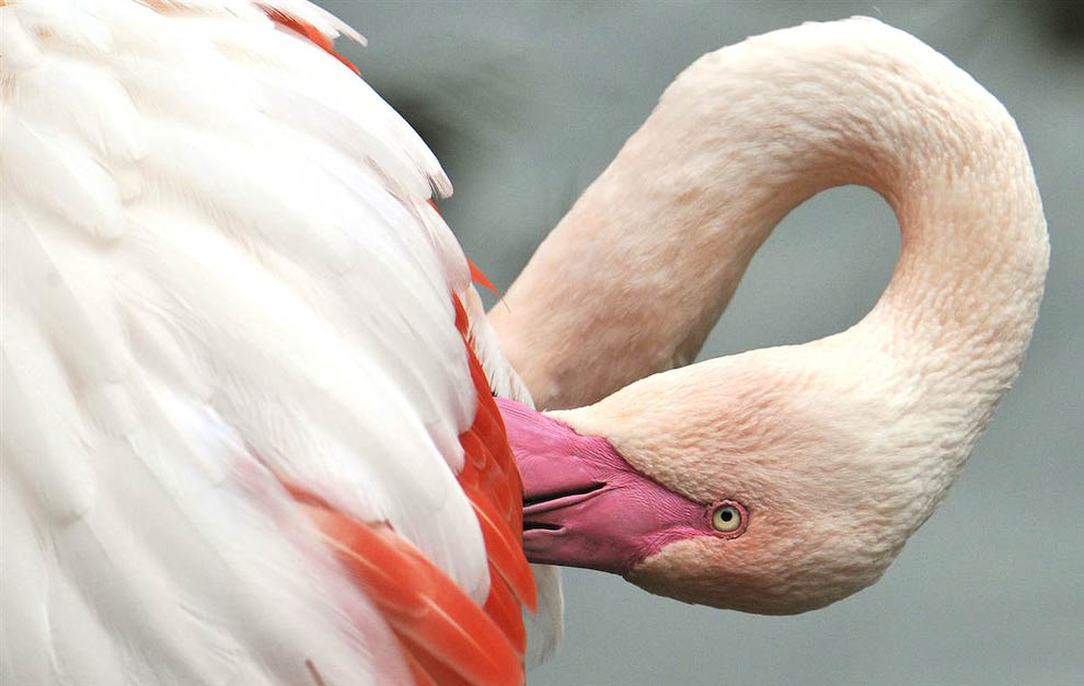 Фламинго крупным планом