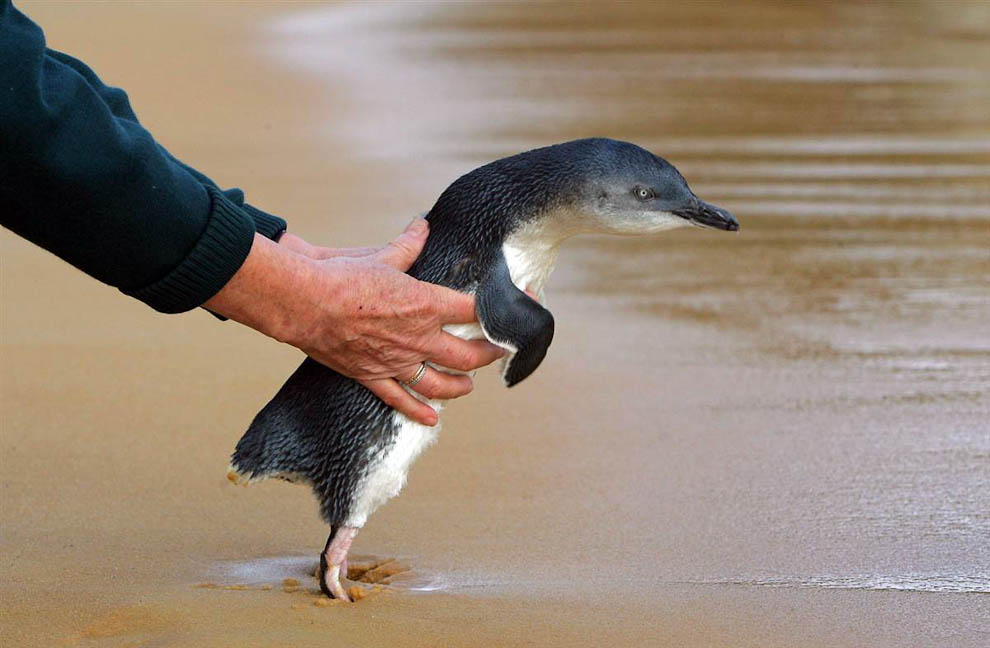 Пингвин в руках