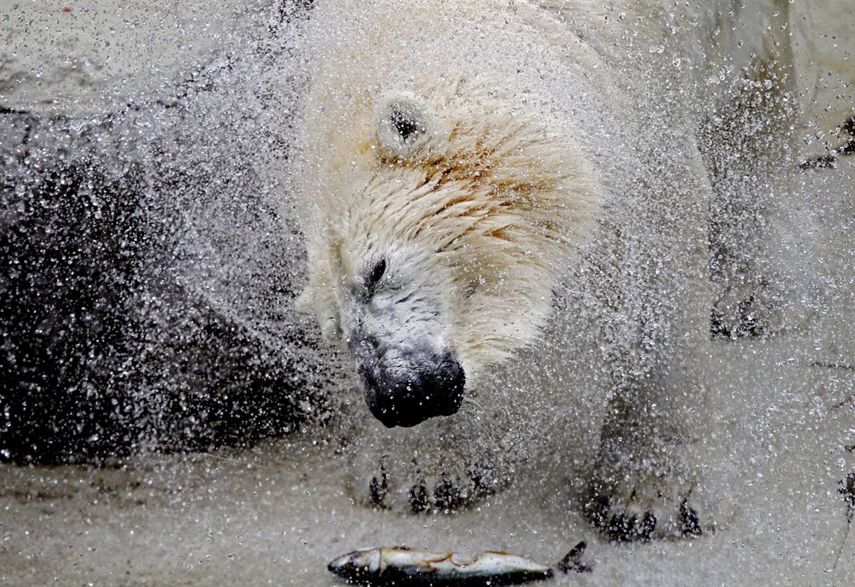 Белый медведь встряхивается