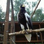 Парк птиц “Воробьи” – зоопарк в Подмосковье