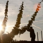 В Германии стартовал фестиваль пива “Октоберфест”