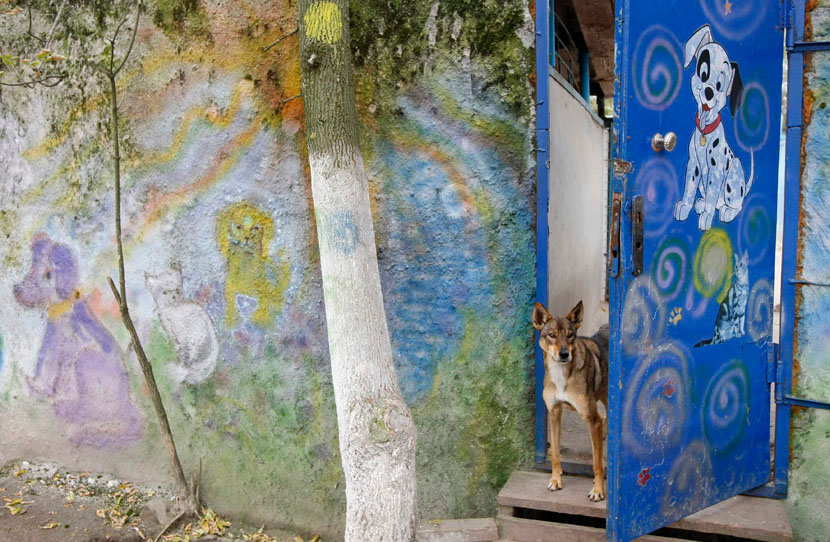Приют для бездомных собак под Киевом