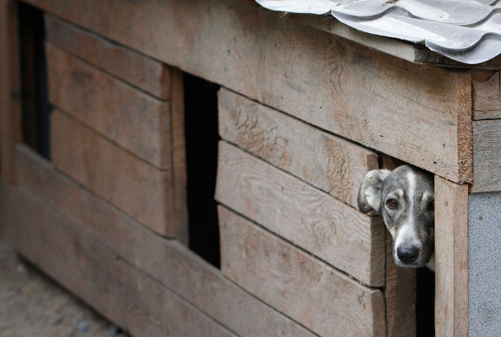 Приют для бездомных собак под Киевом