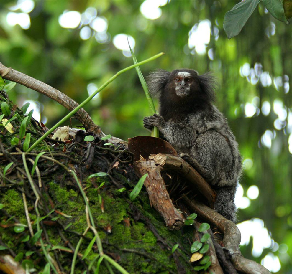 Фауна Амазонки: новые виды
