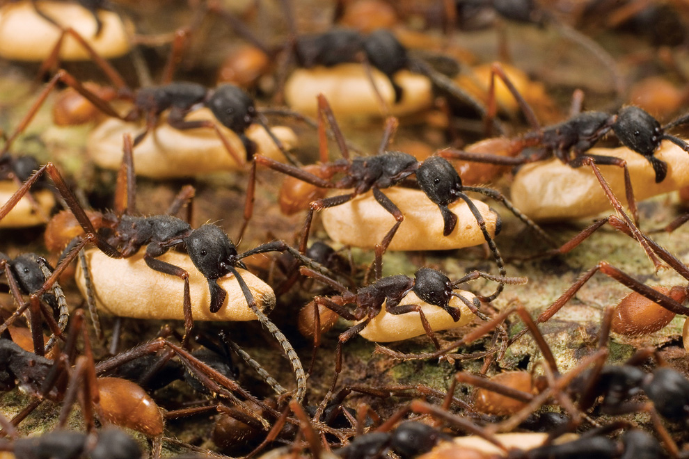 Ведомая инстинктом, армия муравьёв, численность которой варьируется от 500 000 до двух миллионов особей, двигается так слаженно, как будто они являются клеточками единого организма. (© National Geographic/Mark Moffett/Minden Pictures)