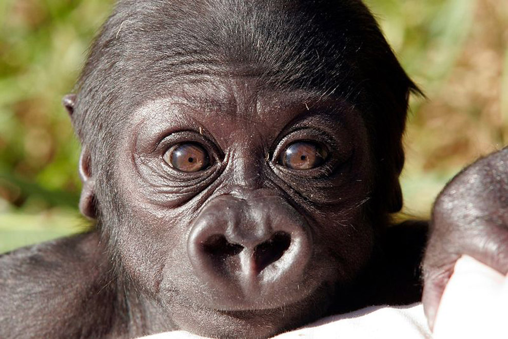 Фото животных: горилла