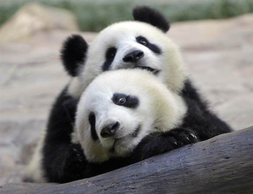 Лучшие фотографии животных, панда