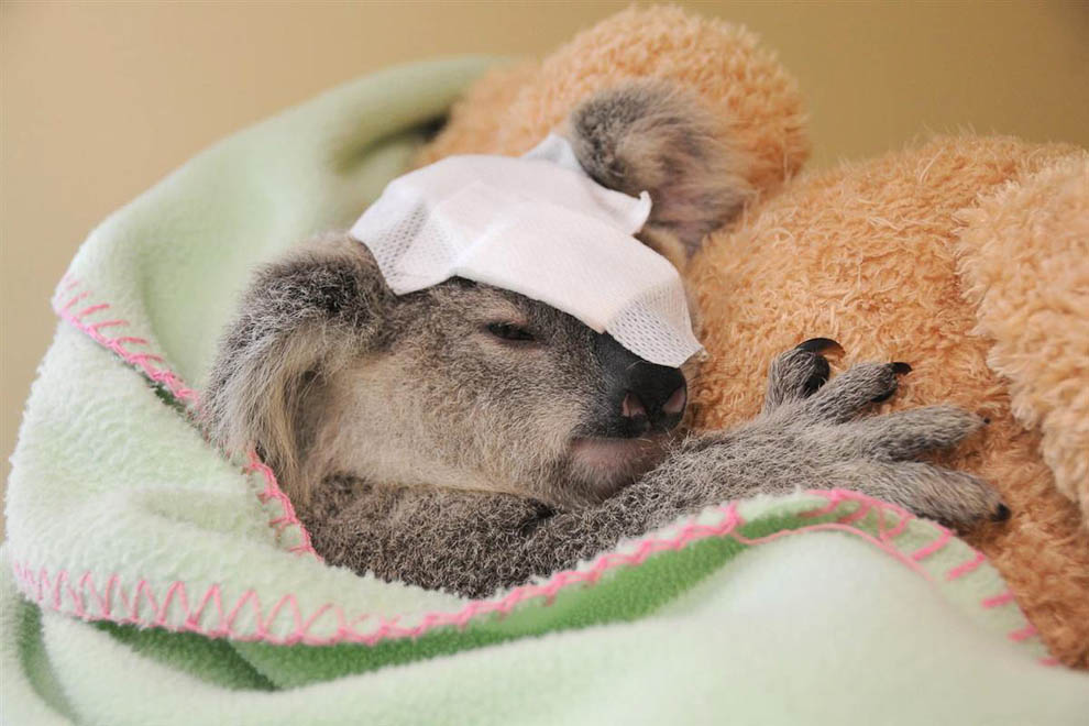 Лучшие фотографии животных, коала