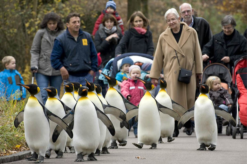 Лучшие фотографии животных, пингвины