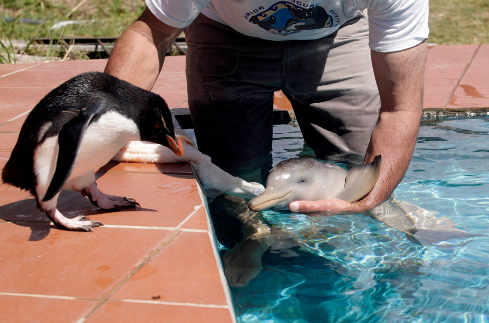 Туристы спасли детёныша дельфина