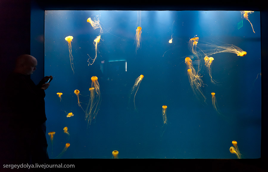 Самый большой в мире аквариум, Атланта, США