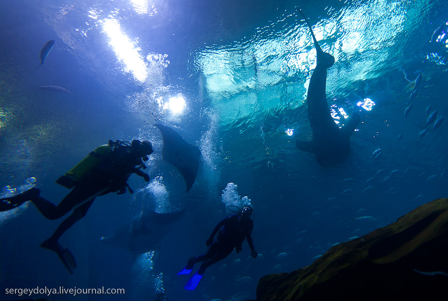 Самый большой в мире аквариум, Атланта, США