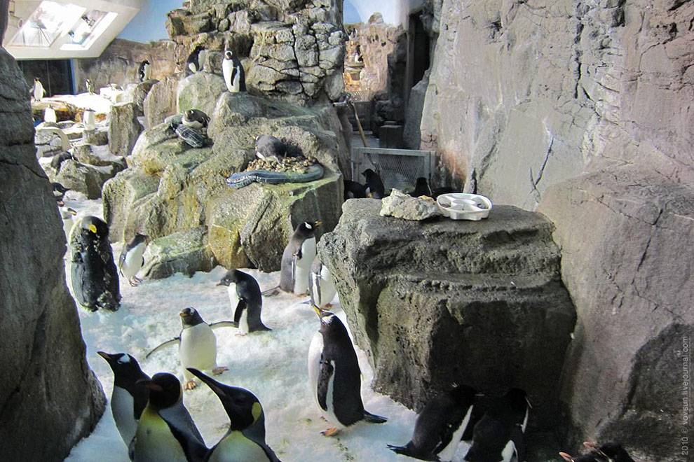 Пингвины в парке «Sea World Орландо»
