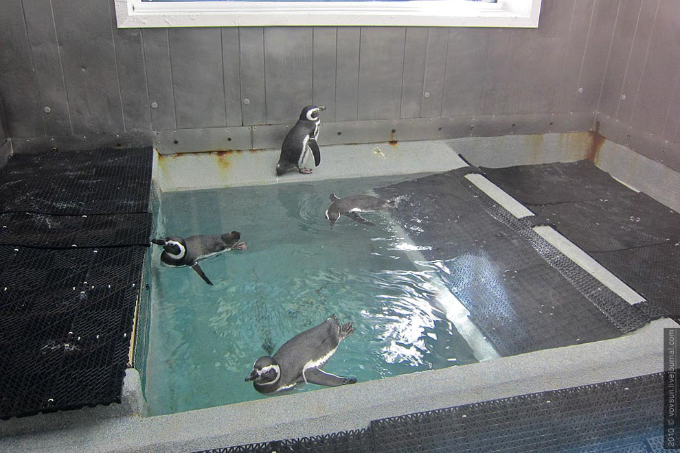 Пингвины в парке «Sea World Орландо»