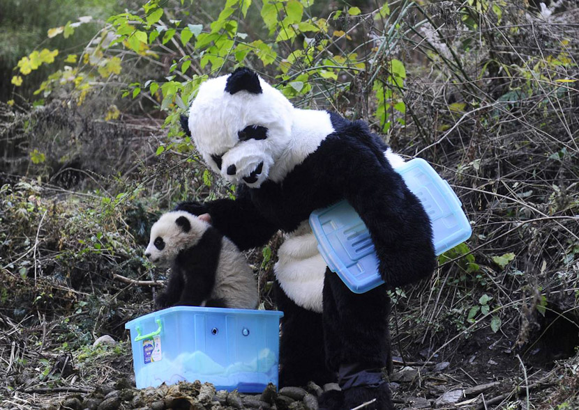 Лучшие фотографии животных: панда