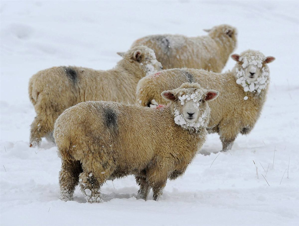 Лучшие фотографии животных: овцы
