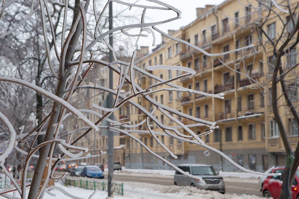 Москва, деревья во льду