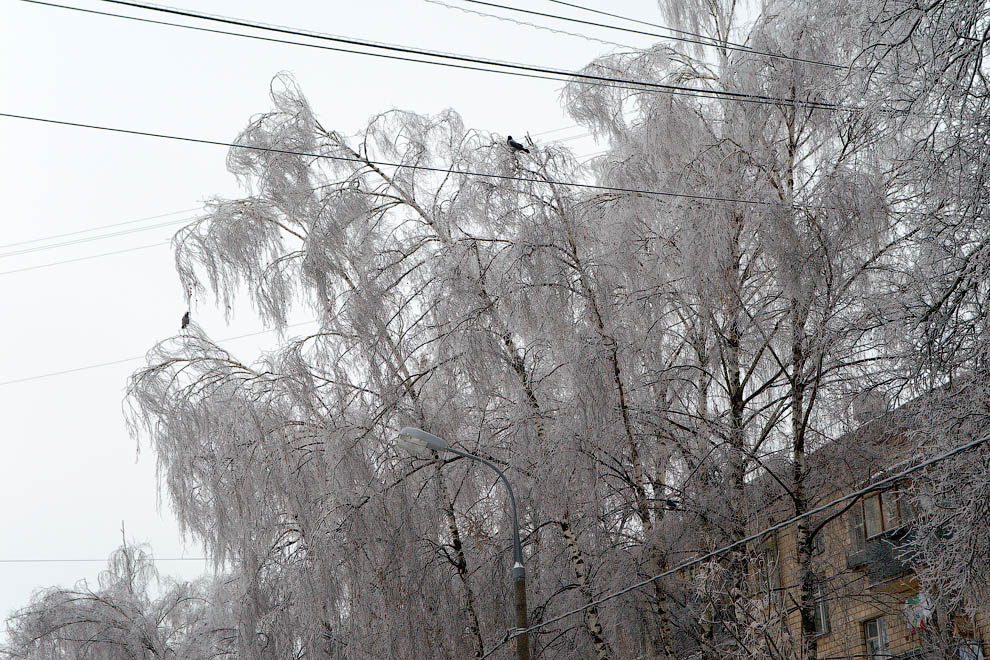 Москва, деревья во льду