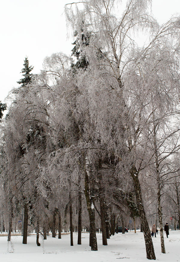 Лед на деревьях
