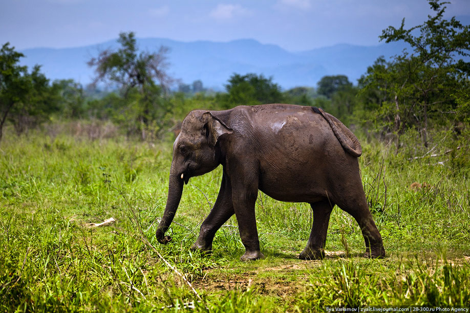 Национальный парк Удауалау, Шри-Ланка