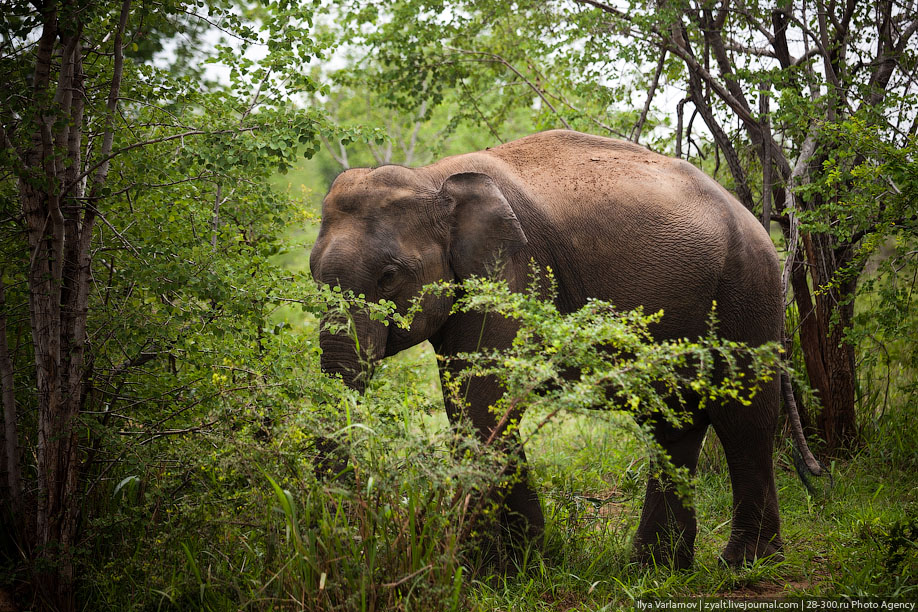 Национальный парк Удауалау, Шри-Ланка