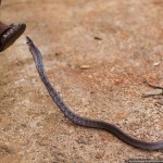 Укротитель змей, Шри-Ланка 