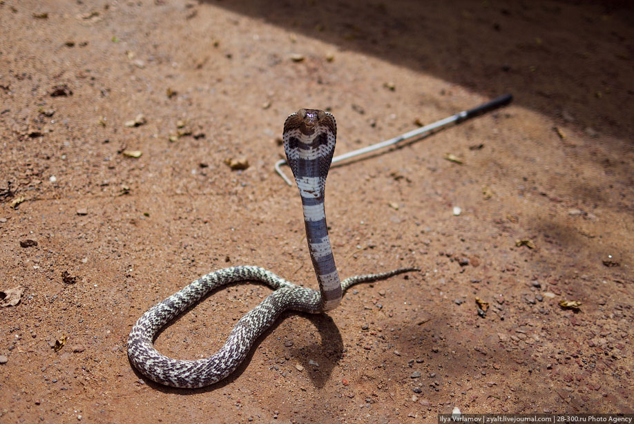 Укротитель змей, Шри-Ланка