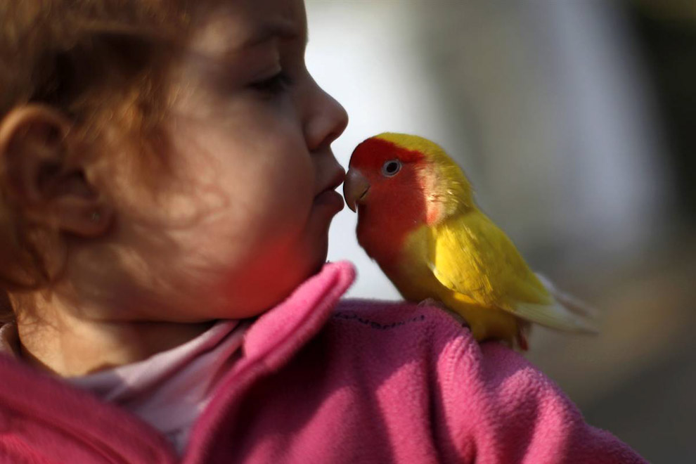Лучшие фотографии: попугай и ребенок