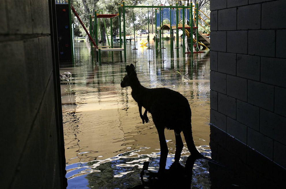 Кенгуру в затопленной Австралии