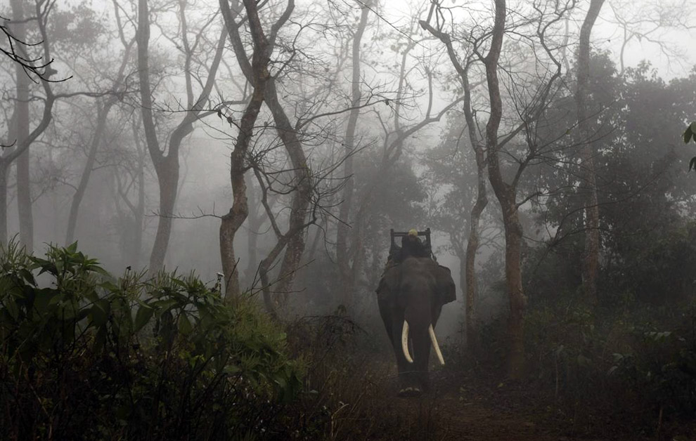 Слон в тумане