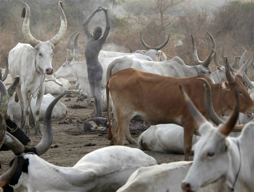 Лучшие фото недели: домашний скот, Африка