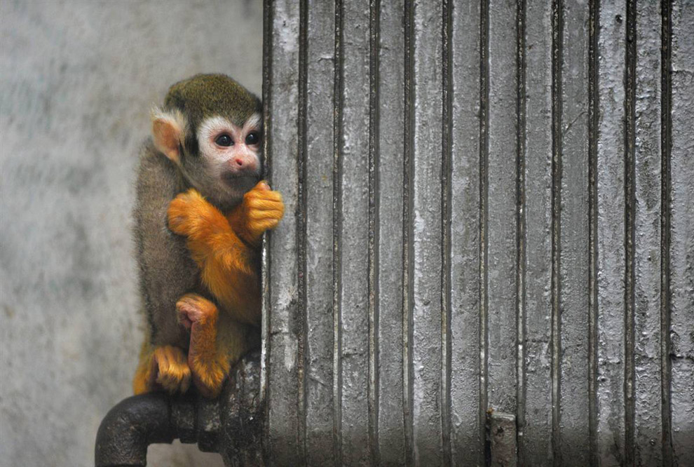 Лучшие фото недели: беличья обезьяна